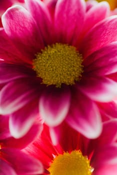 Close_up of flowers