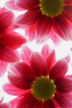 Close_up of flowers