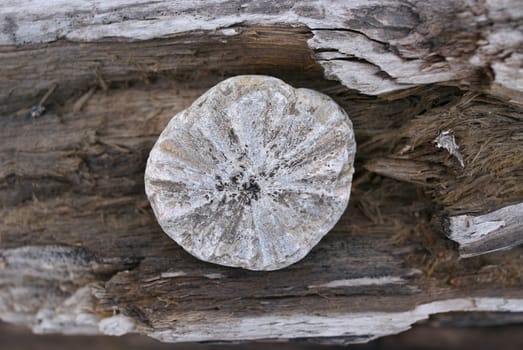 Close_up of a log