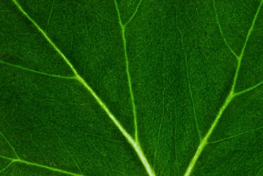 Close_up of a leaf