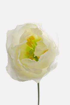 Close_up of a flower