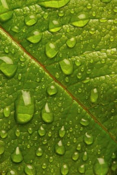 Dew drops on a leaf