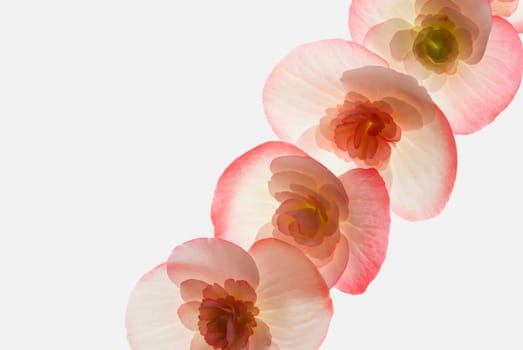 Close_up of flowers