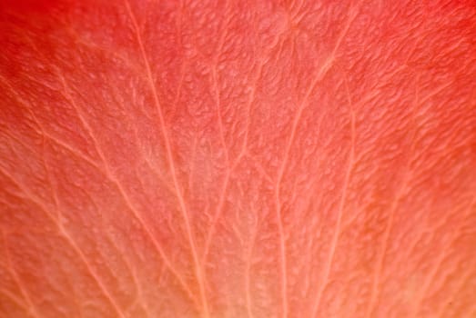 Close_up of a red petal of a flower