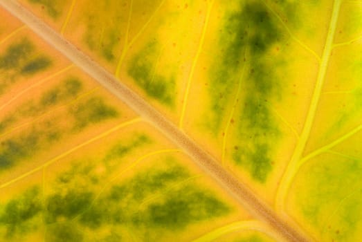 Close_up of a leaf