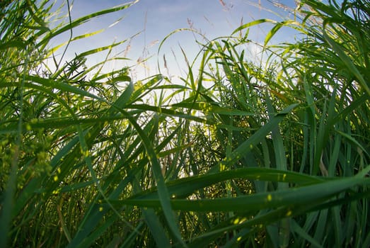 Sugar cane crop in a field
