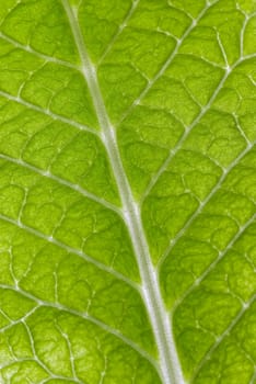Close_up of a green leaf