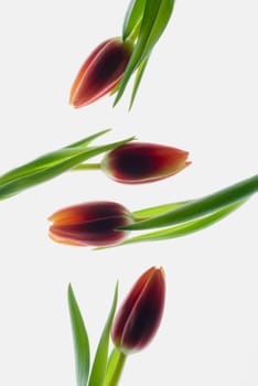 Close_up of flower buds
