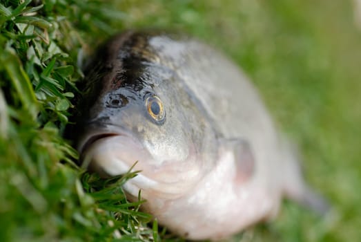 Close-up of a fish on the grass