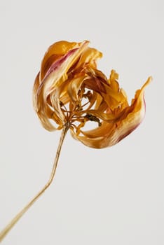 Close_up of a dry flower