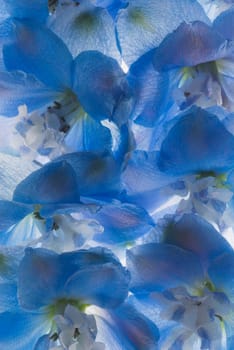 Close_up of blue flowers