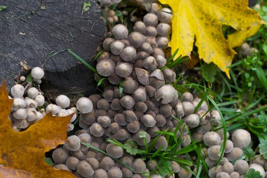 Fungus growing near a tree stump