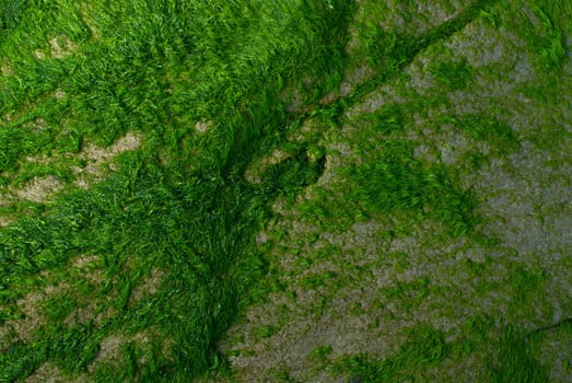 Close_up of a rock covered with moss