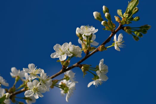 Close_up of flowers