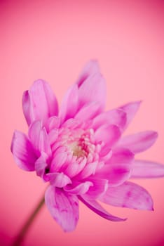 Close_up of a pink flower