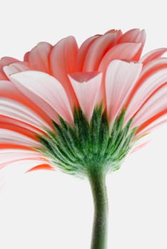 Close_up of a pink flower