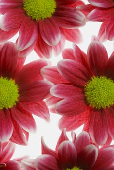Close_up of flowers