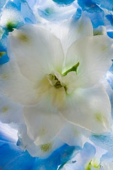 Close_up of a flower
