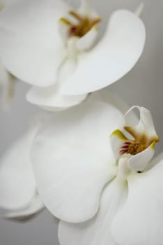 Close_up of white flowers