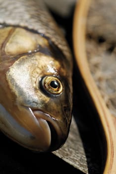 Close-up of a fish
