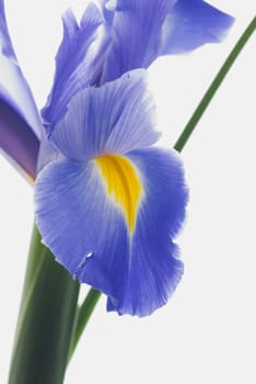Close_up of a blue flower