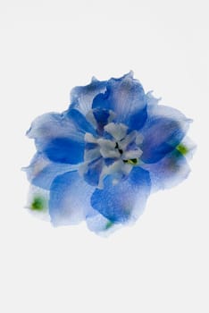 Close_up of a blue flower