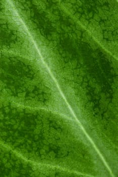 Close_up of a leaf