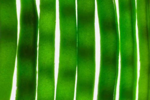 Close_up of leaves