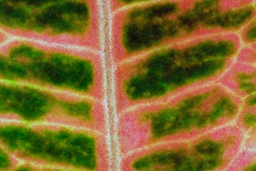 Close_up of a leaf