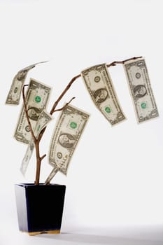 Close-up of a tree with American dollar bills