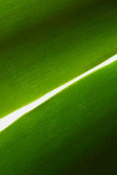 Close_up of a leaf