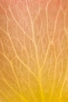 Close_up of a leaf