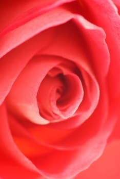 Close_up of a red rose
