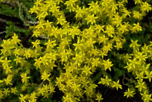 High angle view of flowers