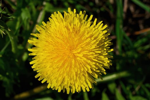 Close_up of a yellow flower