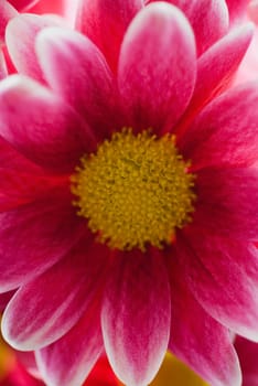Close_up of a flower