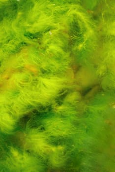 Close-up of moss