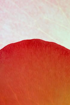 Close_up of a leaf