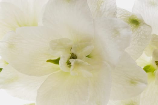 Close_up of a white flower