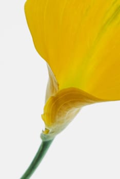 Close_up of a yellow flower