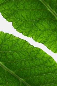 Close_up of leaves