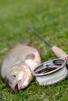 High angle view of a fish with a fishing reel and a fishing rod