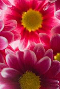 Close_up of flowers
