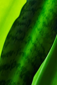 Close_up of leaves