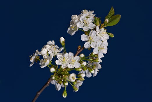 Close_up of flowers