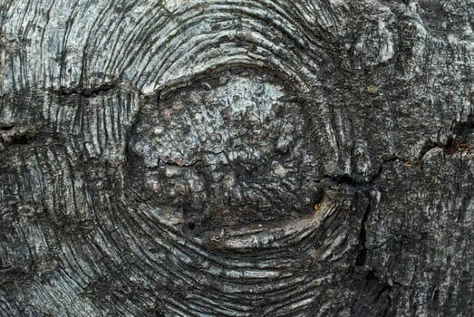 Close_up of knotted wood