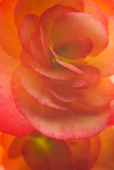 Close_up of a flower