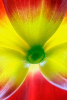 Close_up of a flower