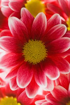Close_up of red flowers
