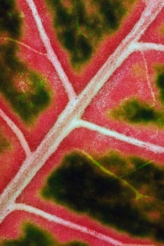 Close_up of a leaf